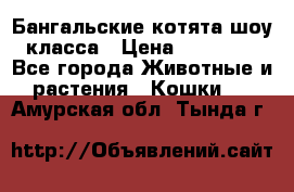 Бангальские котята шоу класса › Цена ­ 25 000 - Все города Животные и растения » Кошки   . Амурская обл.,Тында г.